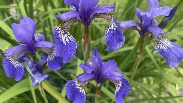 Siberi iiris – pikaealine ilutaim igasse aeda