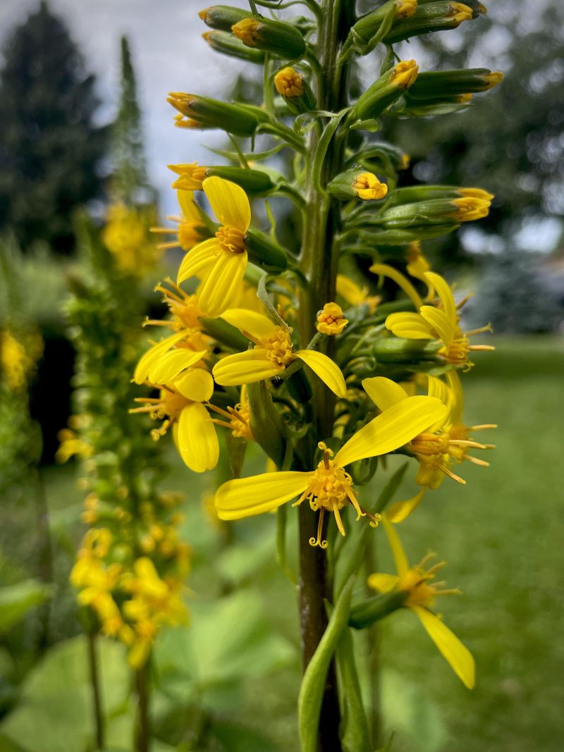 Ligularia stenocephala – aedade vaoshoitud kuninganna