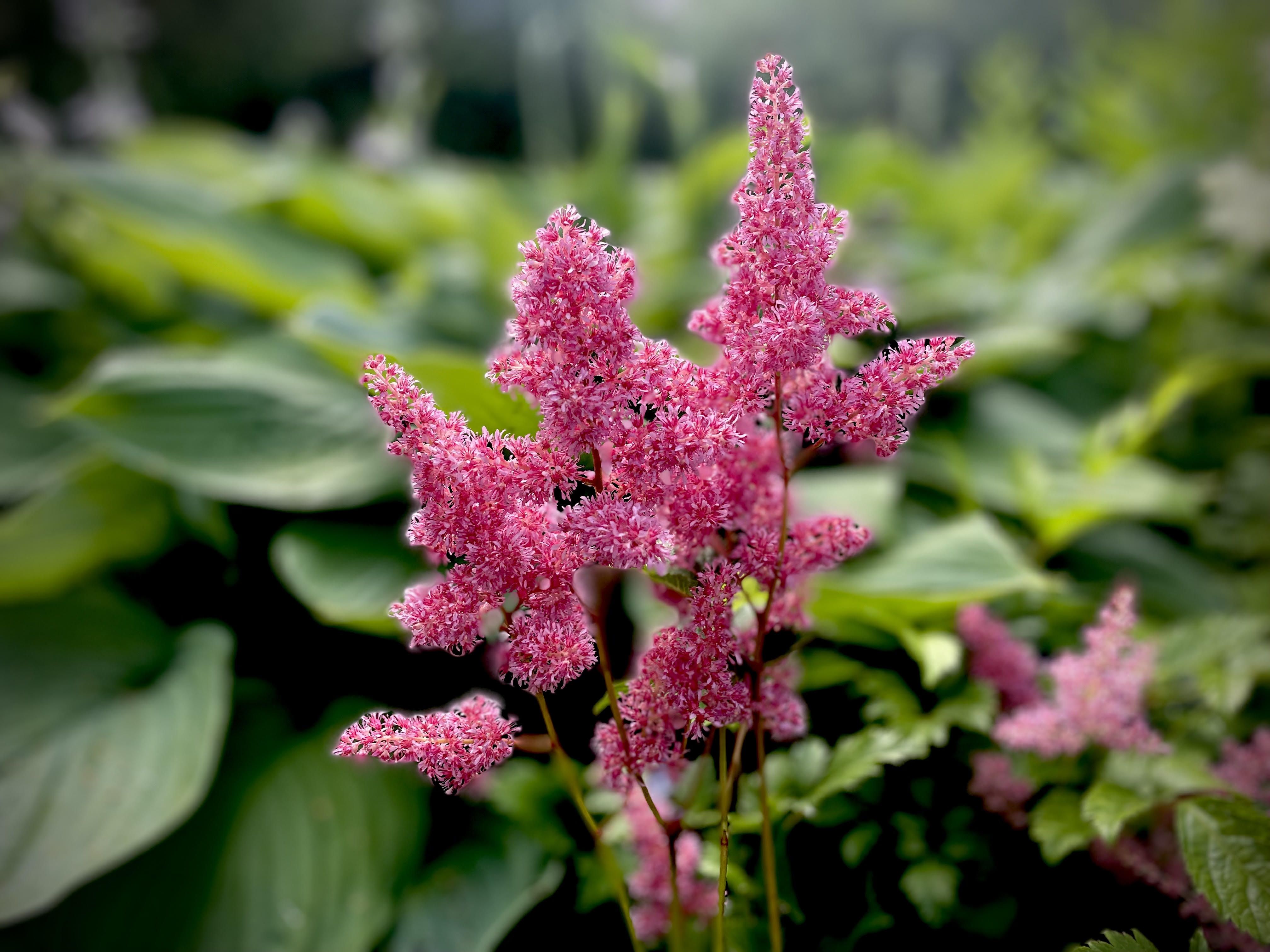 Jaapani astilbe ‘Bonn’