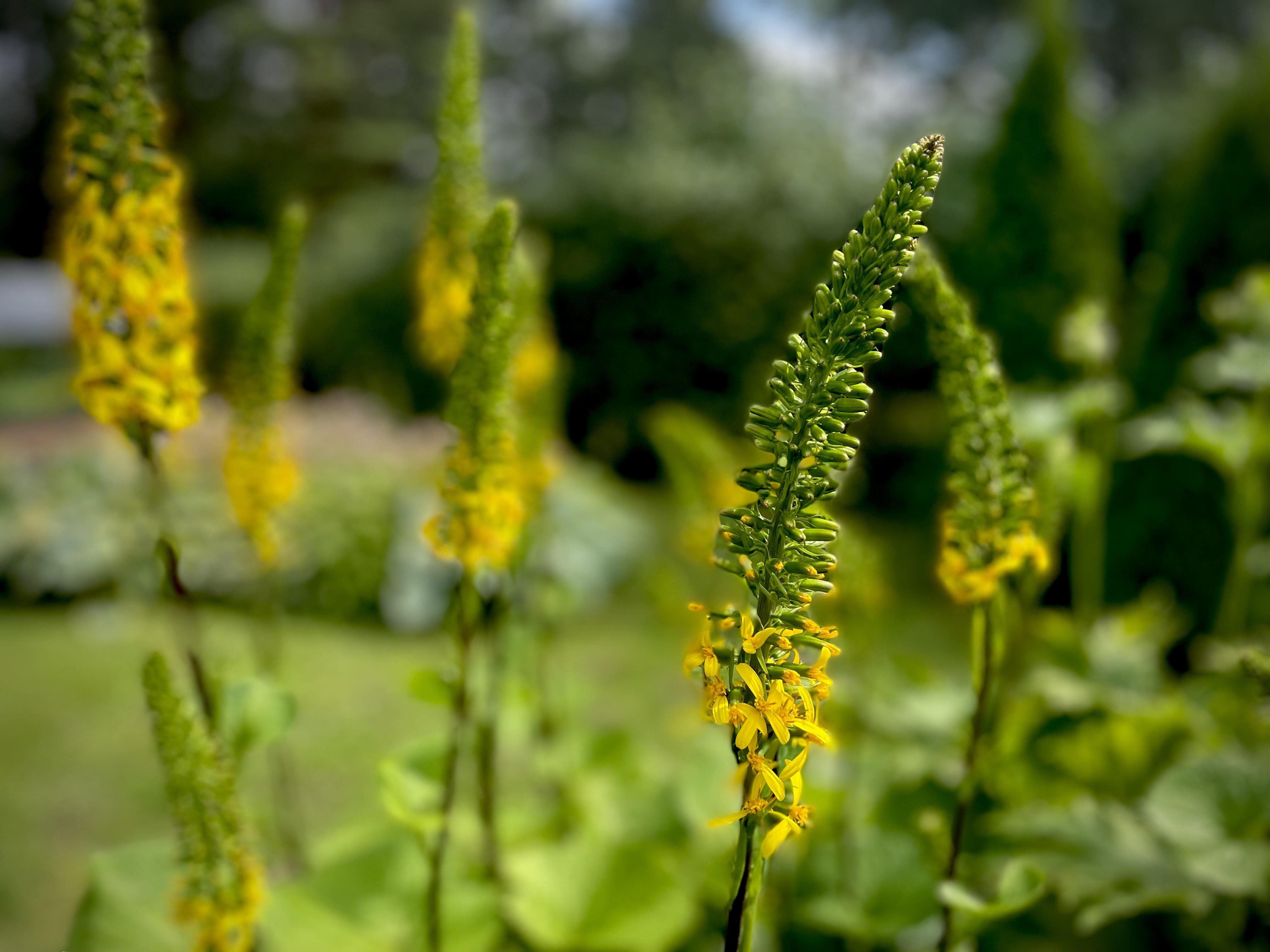 Ligularia stenocephala – aedade vaoshoitud kuninganna