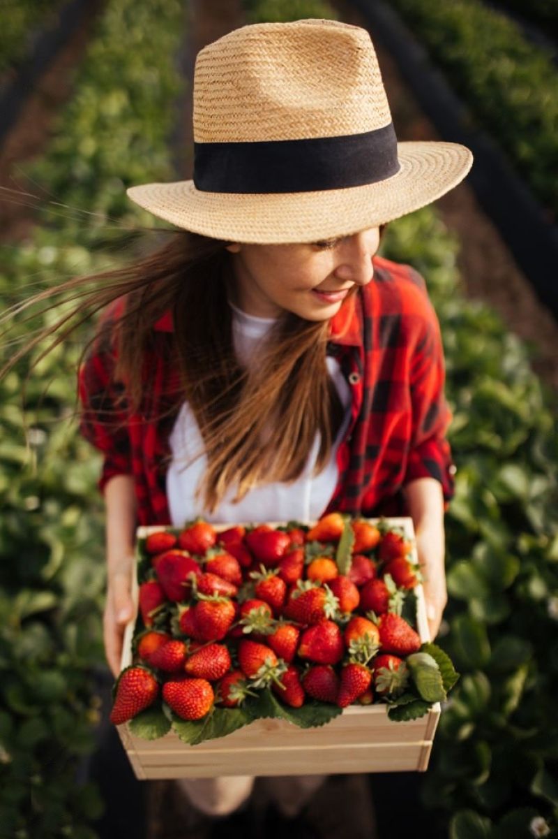 Maasikas - maasikataim annab suure saagi juba järgmisel aastal pärast istutamist 