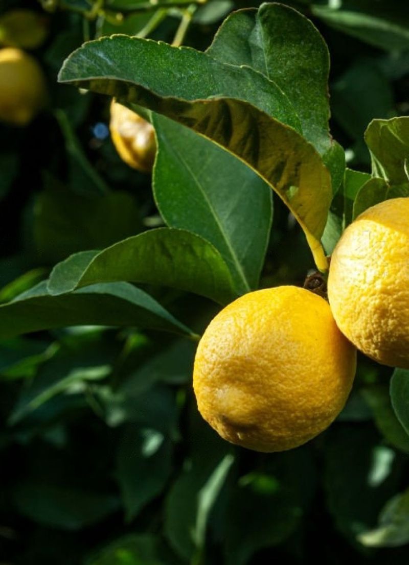 Kuidas seemnest sidrunipuu kasvatada? 