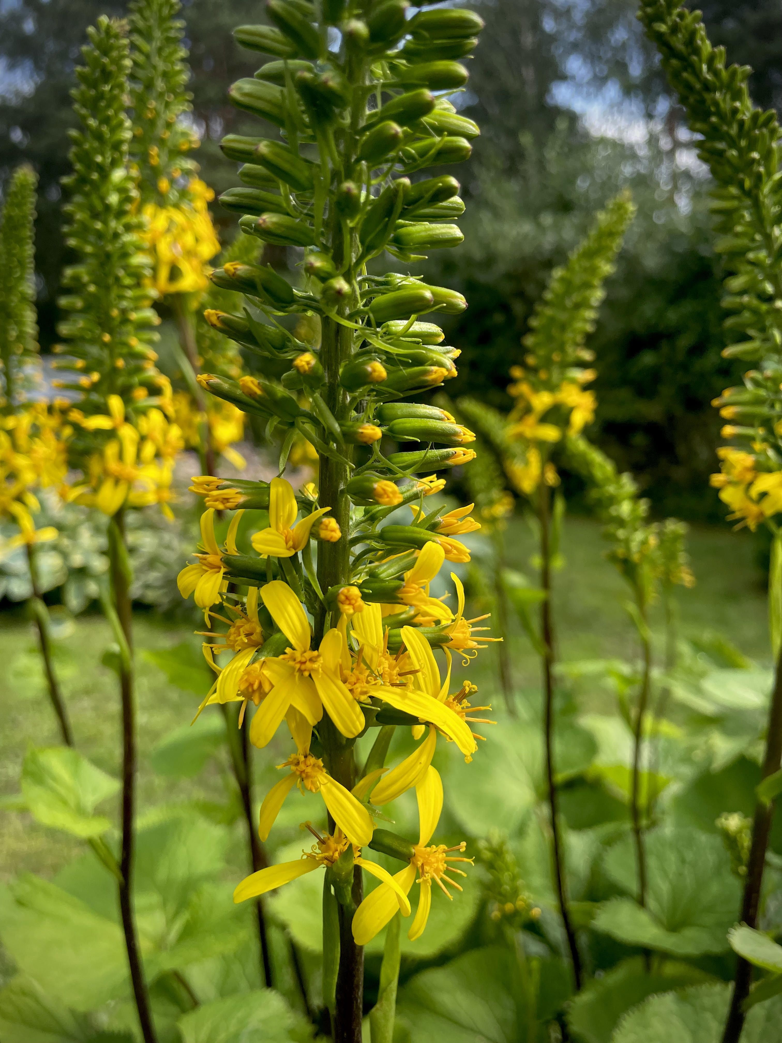 Ligularia stenocephala – aedade vaoshoitud kuninganna