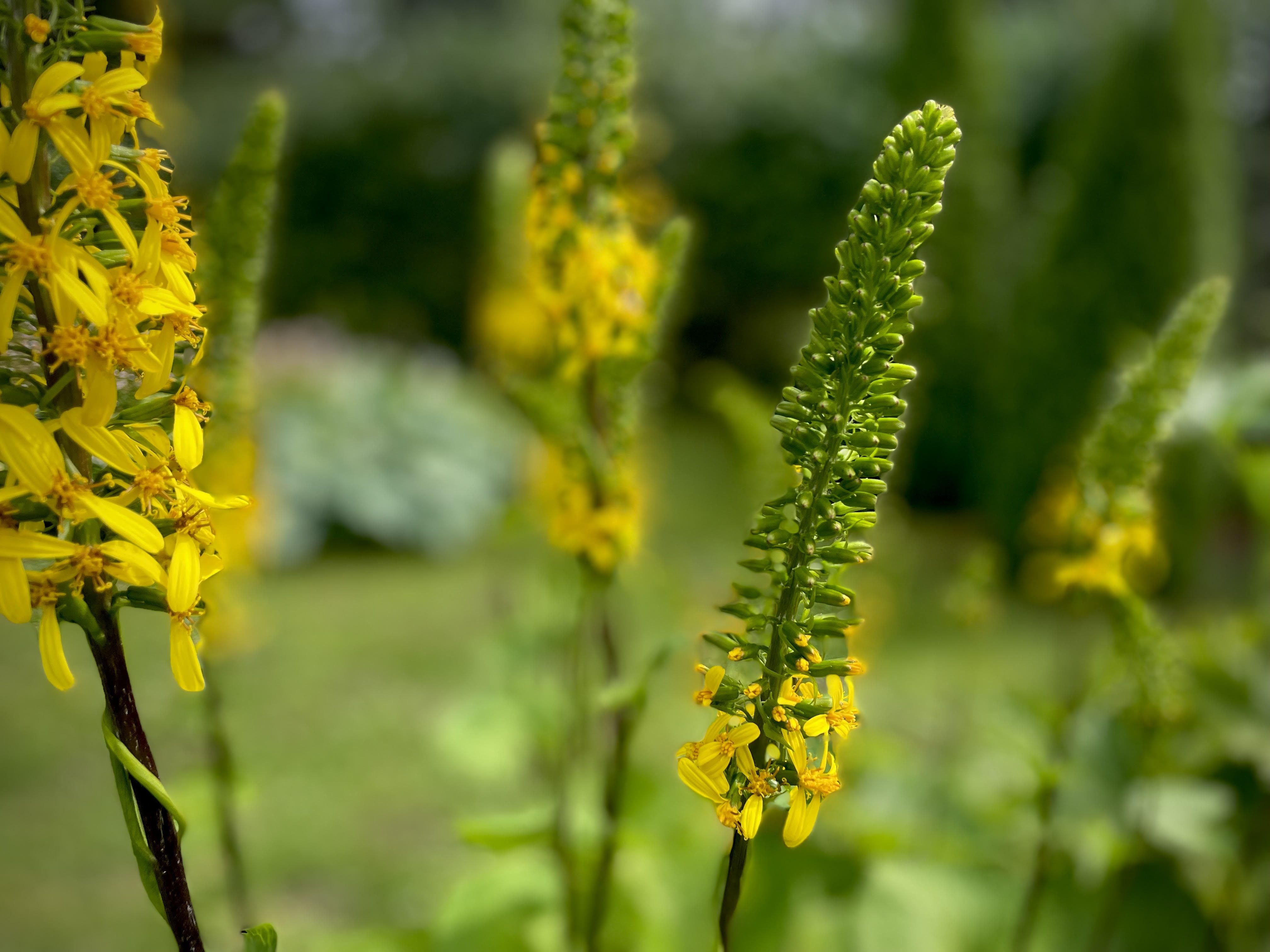 Ligularia stenocephala – aedade vaoshoitud kuninganna