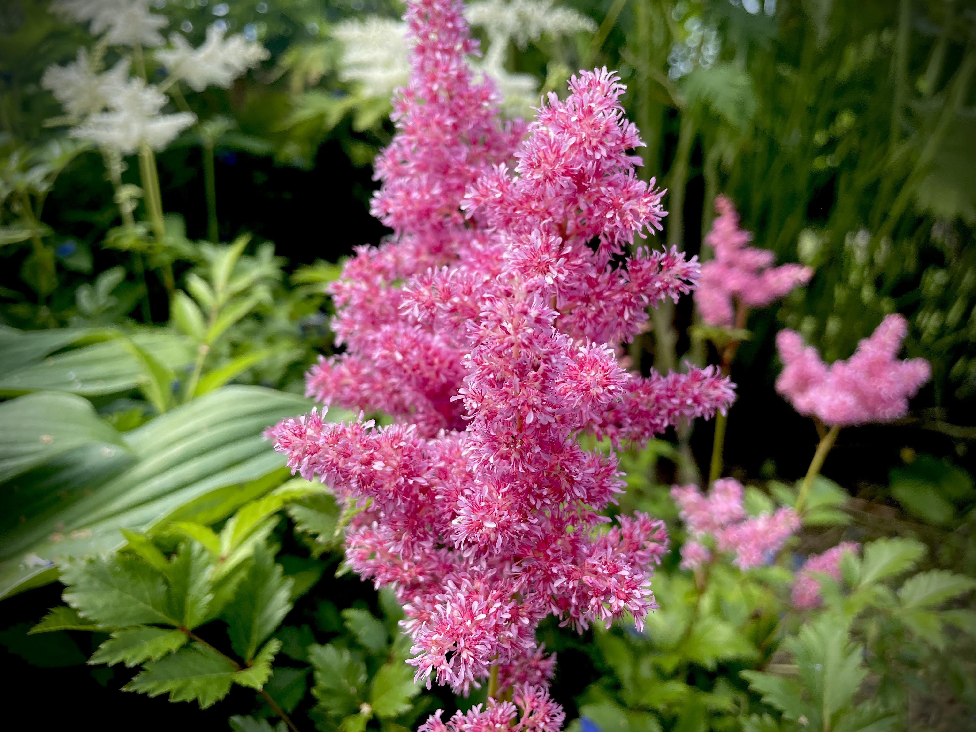 Jaapani astilbe ‘Bonn’