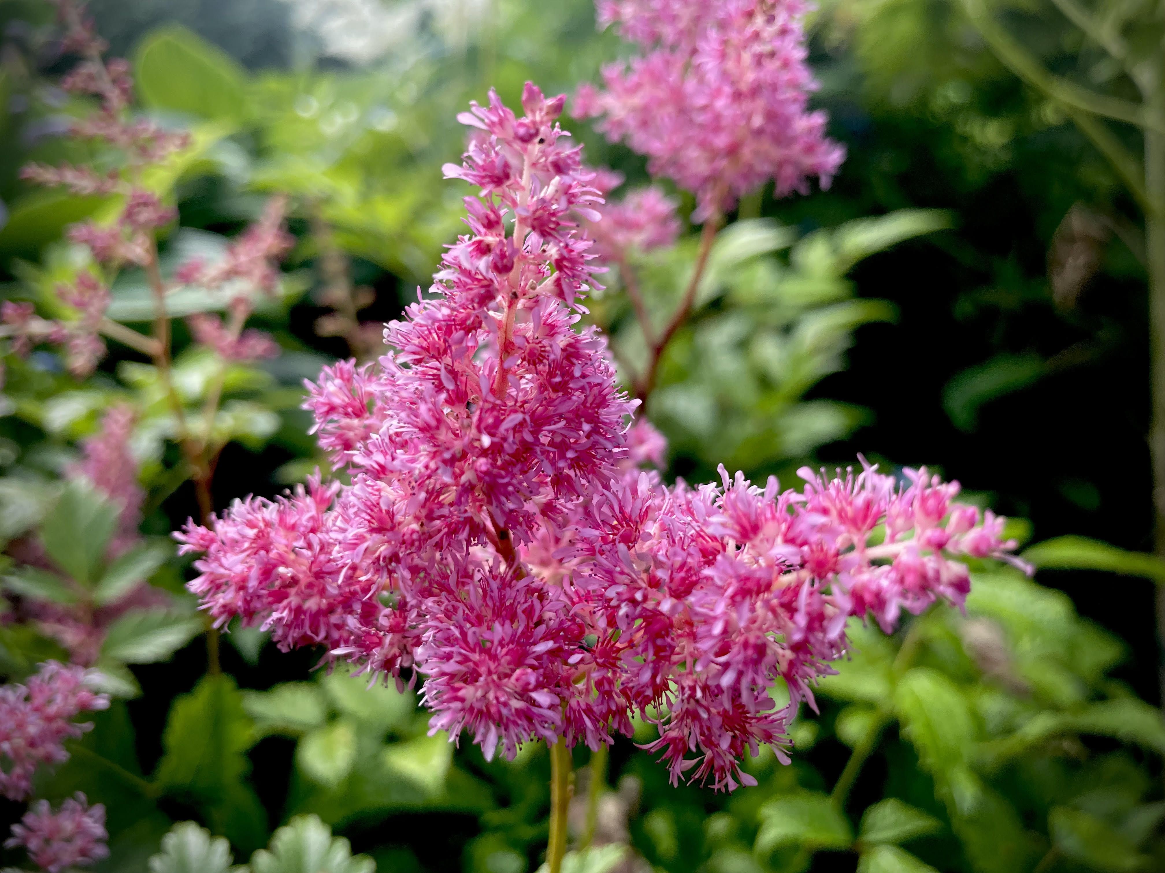 Jaapani astilbe ‘Bonn’