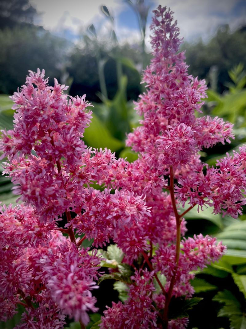 Jaapani astilbe ‘Bonn’