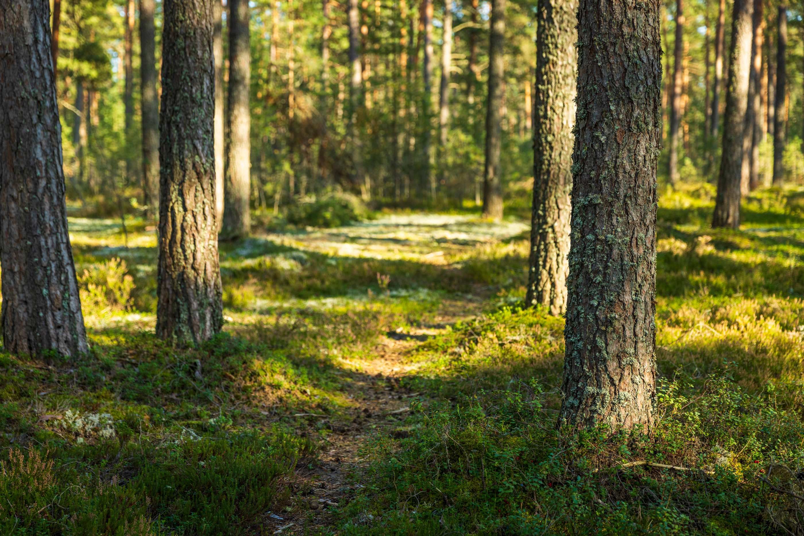 Miks tahame jälle kodusid, mis ei näe välja uued?